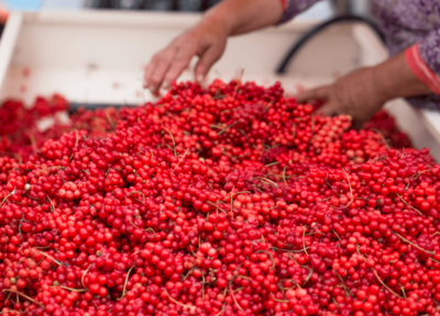 ABOUT-US_PAGE-SCHISANDRA_PHOTO-BLOC-3_SLIDE-1 - Mustela Multi-market - 1