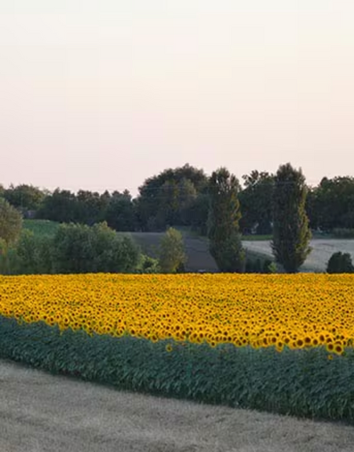 Capture_d_ecran_2024-07-15_a_14 - Mustela Multi-market - 1