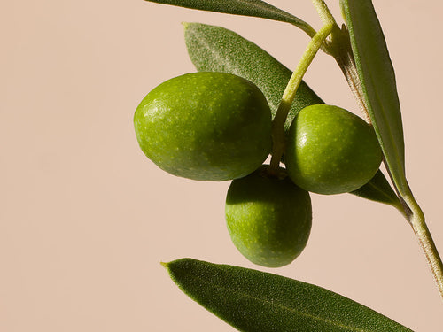 OLIVE - Mustela Multi-market - 1