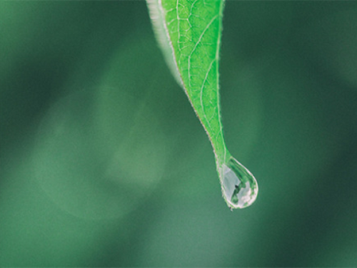 Rectangle_6 - Mustela Multi-market - 1