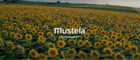 video-mustela-tournesol - Mustela Multi-market - 1