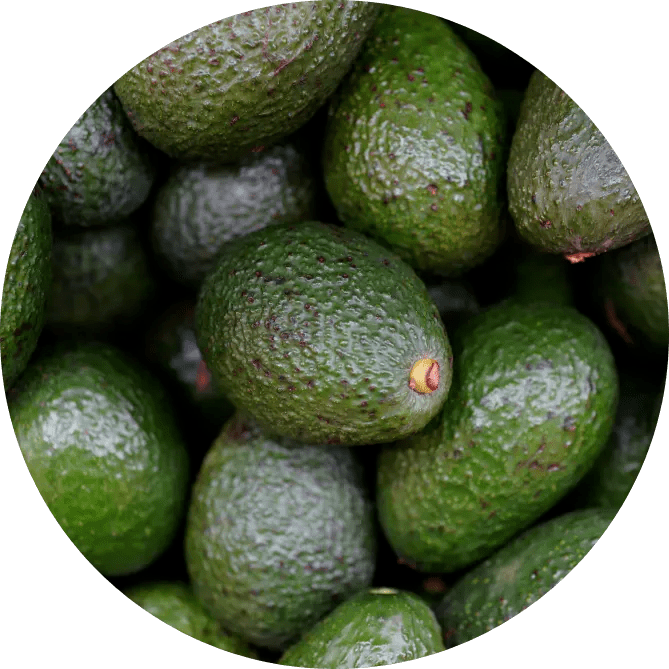 Avocado