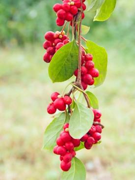 CHINA – SCHISANDRA